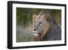 Lion (Panthera Leo), Kruger National Park, South Africa, Africa-James-Framed Photographic Print