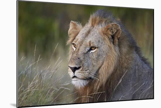 Lion (Panthera Leo), Kruger National Park, South Africa, Africa-James-Mounted Photographic Print