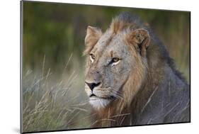 Lion (Panthera Leo), Kruger National Park, South Africa, Africa-James-Mounted Photographic Print
