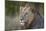 Lion (Panthera Leo), Kruger National Park, South Africa, Africa-James-Mounted Photographic Print