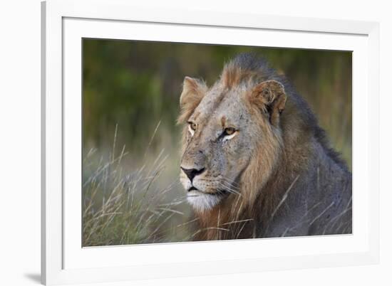 Lion (Panthera Leo), Kruger National Park, South Africa, Africa-James-Framed Photographic Print