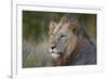 Lion (Panthera Leo), Kruger National Park, South Africa, Africa-James-Framed Photographic Print