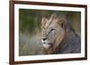 Lion (Panthera Leo), Kruger National Park, South Africa, Africa-James-Framed Photographic Print