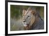 Lion (Panthera Leo), Kruger National Park, South Africa, Africa-James-Framed Photographic Print