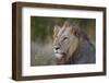 Lion (Panthera Leo), Kruger National Park, South Africa, Africa-James-Framed Photographic Print