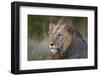 Lion (Panthera Leo), Kruger National Park, South Africa, Africa-James-Framed Photographic Print