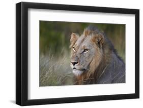 Lion (Panthera Leo), Kruger National Park, South Africa, Africa-James-Framed Photographic Print