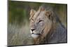 Lion (Panthera Leo), Kruger National Park, South Africa, Africa-James-Mounted Photographic Print