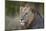 Lion (Panthera Leo), Kruger National Park, South Africa, Africa-James-Mounted Photographic Print