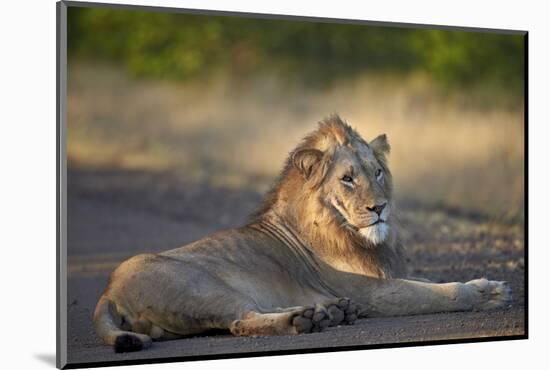 Lion (Panthera Leo), Kruger National Park, South Africa, Africa-James-Mounted Photographic Print