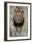 Lion (Panthera leo), Kruger National Park, South Africa, Africa-James Hager-Framed Premium Photographic Print