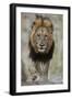 Lion (Panthera leo), Kruger National Park, South Africa, Africa-James Hager-Framed Premium Photographic Print