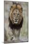 Lion (Panthera leo), Kruger National Park, South Africa, Africa-James Hager-Mounted Premium Photographic Print