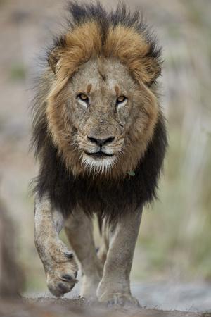 https://imgc.allpostersimages.com/img/posters/lion-panthera-leo-kruger-national-park-south-africa-africa_u-L-Q1BS6NF0.jpg?artPerspective=n