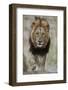 Lion (Panthera leo), Kruger National Park, South Africa, Africa-James Hager-Framed Photographic Print