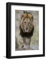 Lion (Panthera leo), Kruger National Park, South Africa, Africa-James Hager-Framed Photographic Print