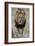 Lion (Panthera leo), Kruger National Park, South Africa, Africa-James Hager-Framed Photographic Print