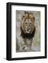 Lion (Panthera leo), Kruger National Park, South Africa, Africa-James Hager-Framed Photographic Print