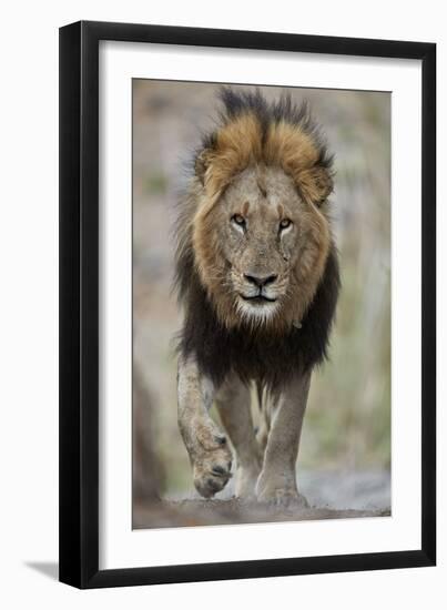 Lion (Panthera leo), Kruger National Park, South Africa, Africa-James Hager-Framed Photographic Print