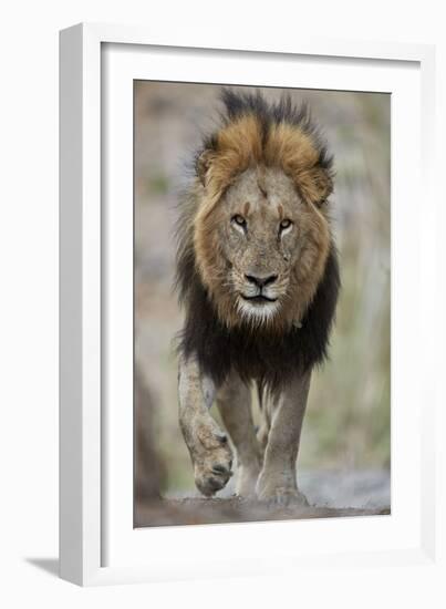 Lion (Panthera leo), Kruger National Park, South Africa, Africa-James Hager-Framed Photographic Print