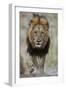 Lion (Panthera leo), Kruger National Park, South Africa, Africa-James Hager-Framed Photographic Print