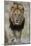 Lion (Panthera leo), Kruger National Park, South Africa, Africa-James Hager-Mounted Photographic Print