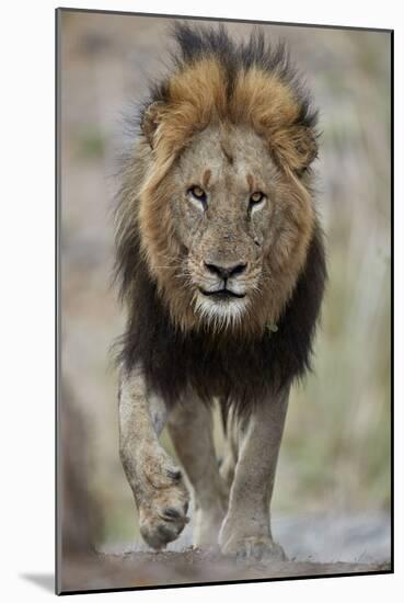 Lion (Panthera leo), Kruger National Park, South Africa, Africa-James Hager-Mounted Photographic Print