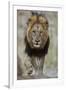 Lion (Panthera leo), Kruger National Park, South Africa, Africa-James Hager-Framed Photographic Print