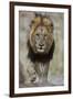 Lion (Panthera leo), Kruger National Park, South Africa, Africa-James Hager-Framed Photographic Print