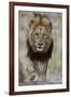 Lion (Panthera leo), Kruger National Park, South Africa, Africa-James Hager-Framed Photographic Print