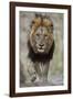 Lion (Panthera leo), Kruger National Park, South Africa, Africa-James Hager-Framed Photographic Print