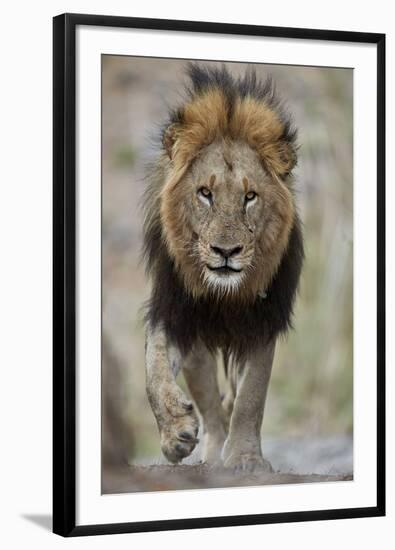 Lion (Panthera leo), Kruger National Park, South Africa, Africa-James Hager-Framed Photographic Print