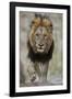 Lion (Panthera leo), Kruger National Park, South Africa, Africa-James Hager-Framed Photographic Print