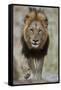 Lion (Panthera leo), Kruger National Park, South Africa, Africa-James Hager-Framed Stretched Canvas