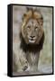 Lion (Panthera leo), Kruger National Park, South Africa, Africa-James Hager-Framed Stretched Canvas