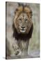 Lion (Panthera leo), Kruger National Park, South Africa, Africa-James Hager-Stretched Canvas