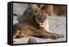 Lion (Panthera Leo), Mala Mala Game Reserve, South Africa, Africa-Sergio-Framed Stretched Canvas