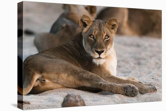 Lion (Panthera Leo), Mala Mala Game Reserve, South Africa, Africa-Sergio-Stretched Canvas
