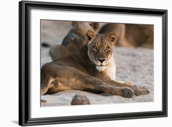 Lion (Panthera Leo), Mala Mala Game Reserve, South Africa, Africa-Sergio-Framed Photographic Print