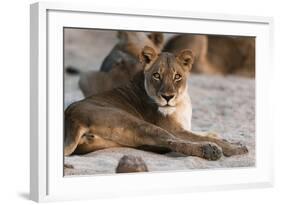 Lion (Panthera Leo), Mala Mala Game Reserve, South Africa, Africa-Sergio-Framed Photographic Print