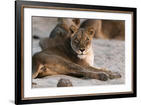 Lion (Panthera Leo), Mala Mala Game Reserve, South Africa, Africa-Sergio-Framed Photographic Print