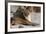 Lion (Panthera Leo), Mala Mala Game Reserve, South Africa, Africa-Sergio-Framed Photographic Print