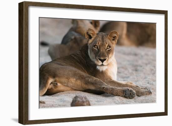 Lion (Panthera Leo), Mala Mala Game Reserve, South Africa, Africa-Sergio-Framed Photographic Print