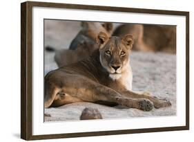 Lion (Panthera Leo), Mala Mala Game Reserve, South Africa, Africa-Sergio-Framed Photographic Print