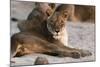 Lion (Panthera Leo), Mala Mala Game Reserve, South Africa, Africa-Sergio-Mounted Photographic Print