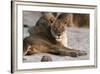 Lion (Panthera Leo), Mala Mala Game Reserve, South Africa, Africa-Sergio-Framed Photographic Print