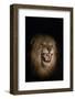 Lion (Panthera leo) male at night, Zimanga private game reserve, KwaZulu-Natal-Ann and Steve Toon-Framed Photographic Print