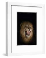 Lion (Panthera leo) male at night, Zimanga private game reserve, KwaZulu-Natal-Ann and Steve Toon-Framed Photographic Print