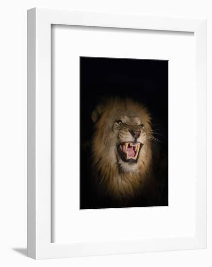Lion (Panthera leo) male at night, Zimanga private game reserve, KwaZulu-Natal-Ann and Steve Toon-Framed Photographic Print