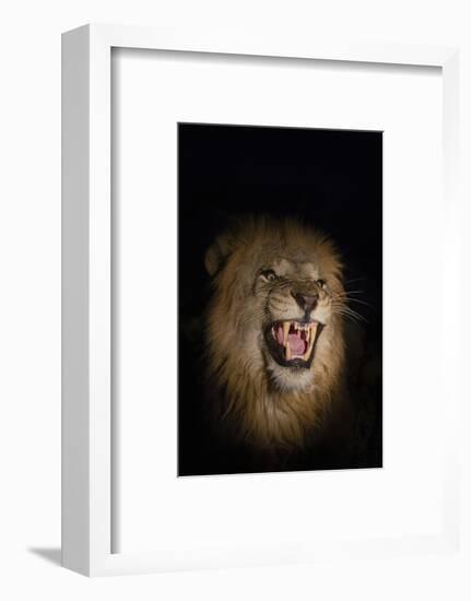 Lion (Panthera leo) male at night, Zimanga private game reserve, KwaZulu-Natal-Ann and Steve Toon-Framed Photographic Print